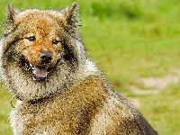 Eurasier, Pies, Szpic, Uśmiech
