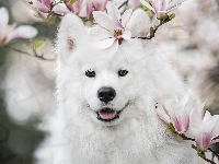 Kwiaty, Pies, Biały, Uśmiech, Magnolia, Samojed