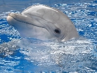Delfin, Uśmiechnięty, Woda