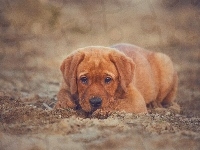 Uszy, Szczeniak, Labrador retriever, Brązowy, Długie