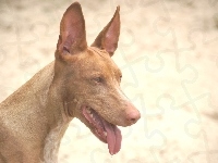uszy, postawione, Pies faraona