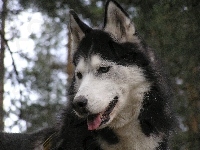 uszy, postawione, Siberian Husky