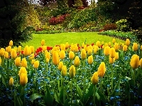 Vancouver, Tulipany, Park Queen Elizabeth, Kanada