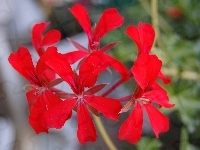 Verbena hybrida