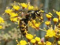 Vespula