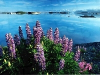 Vitus, Kwiatki, Jezioro, Alaska