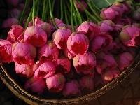 Tulipany, W Koszyku