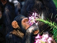 Szympans wąchający kwiatek