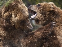 Walczące, Niedźwiedzie