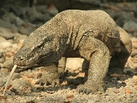 Waran