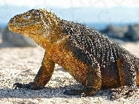 Waran, Komodo