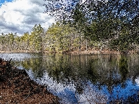 Ware, Jezioro, Korzenie, Stany Zjednoczone, Drzewa, Peppers Mill Pond, Massachusetts