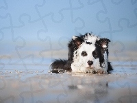 Warowanie, Border collie, Plaża