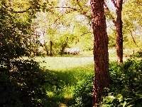 Park, Warszawa, Trawa, Park Moczydło, Stolica, Drzewa