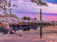 Pomnik Waszyngtona, Zbiornik, Park National Mall, Waszyngton, Drzewa, Tidal Basin, Obelisk, Wiosna, Jezioro, Okwiecone, Stany Zjednoczone