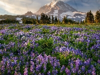 Stratowulkan, Łąka, Góry, Łubiny, Mount Rainier, Stan Waszyngton, Stany Zjednoczone, Drzewa, Park Narodowy Mount Rainier