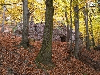 Wejście, Drzewa, Głazy, Jaskinia