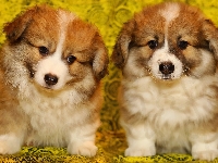 Szczeniaki, Dwa, Pieski, Welsch corgi pembroke