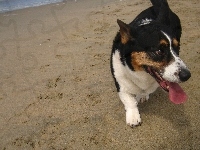 Welsh corgi cardigan, plaża