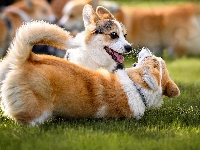 Zabawa, Dwa, Psy, Welsh corgi cardigan