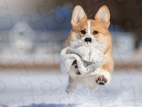 Czapka, Welsh corgi pembroke, Pies