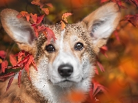 Liście, Welsh corgi pembroke, Pies