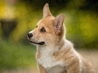 Mordka, Welsh corgi pembroke, Pies