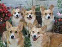 Welsh Corgi Pembroke, Psy, Pasterskie, Ogród