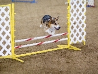 Welsh corgi pembroke, przeszkoda