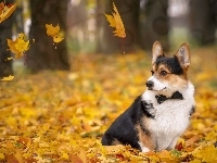 Welsh corgi cardigan, Pies, Liście