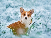 Pies, Gałązki, Śnieg, Welsh corgi pembroke, Trawa