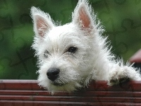 Pies, West highland white terrier