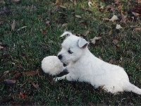 West Highland White Terrier, szczeniak, piłka