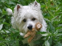 West Highland White Terrier, Zabawka