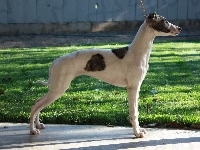 Whippet, trawa