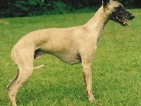 zielona, Whippet, trawa