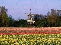 Tulipany, Wiatrak, Holandia