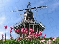 Wiatrak, Tulipany
