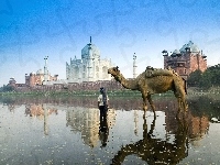 Agra, Wielbłąd, Indie