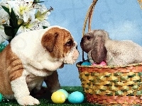 Zajączek, Wielkanoc, Pies, Buldog