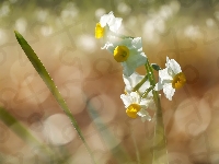 Bokeh, Listki, Narcyzy wielokwiatowe