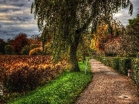 Drzewa, Wierzba, Jezioro