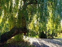 Wierzba, Park, Drzewa, Alejka