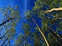 Wierzchołki, Drzew