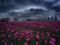 Tulipany, Wieś Creil, Niebo, Holandia, Plantacja, Zachmurzone