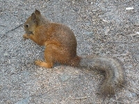 Wiewiórka