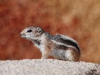 Wiewiórka, Chipmunk, Ziemna