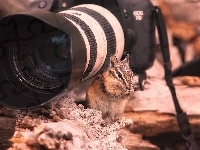 Aparat, Wiewiórka, Fotograficzny