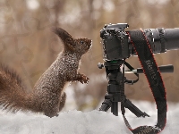 Śnieg, Wiewiórka, Aparat fotograficzny, Zima