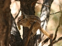Chipmunk, Wiewiórka, Drzewo